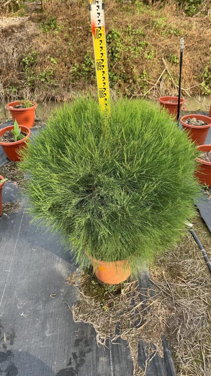 千头木麻黄绿植盆栽批发，基地直发，一手货源