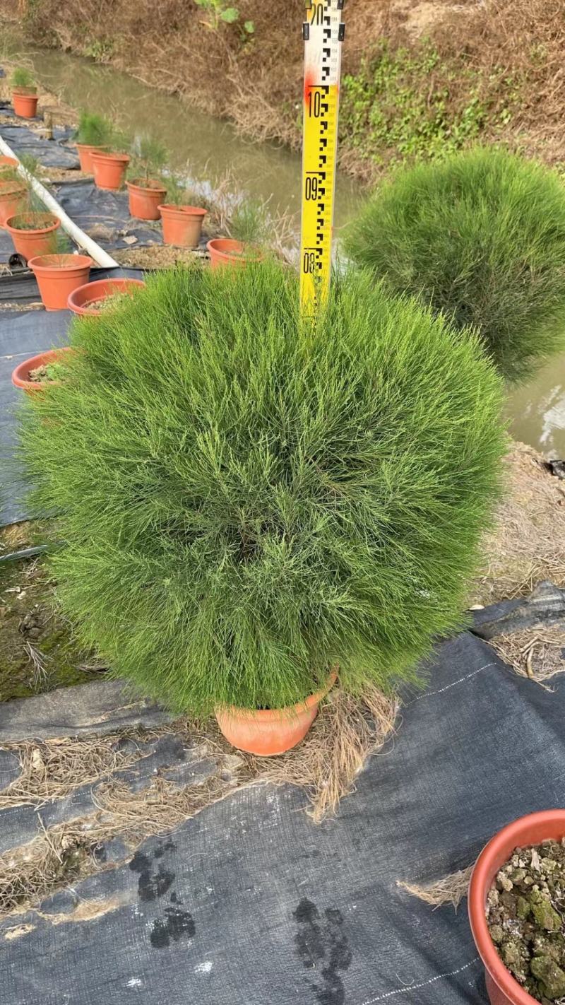 千头木麻黄绿植盆栽批发，基地直发，一手货源