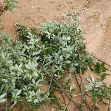 福建野生木姜子，山苍子，山胡椒季节性大量现货
