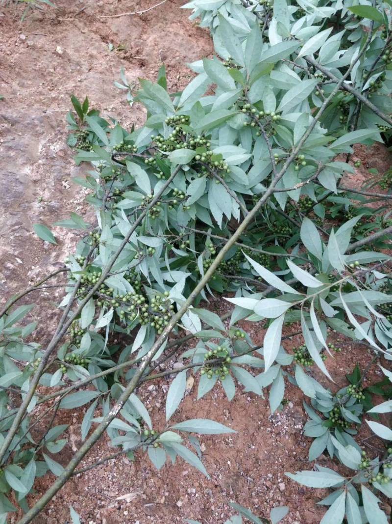 福建野生木姜子，山苍子，山胡椒季节性大量现货