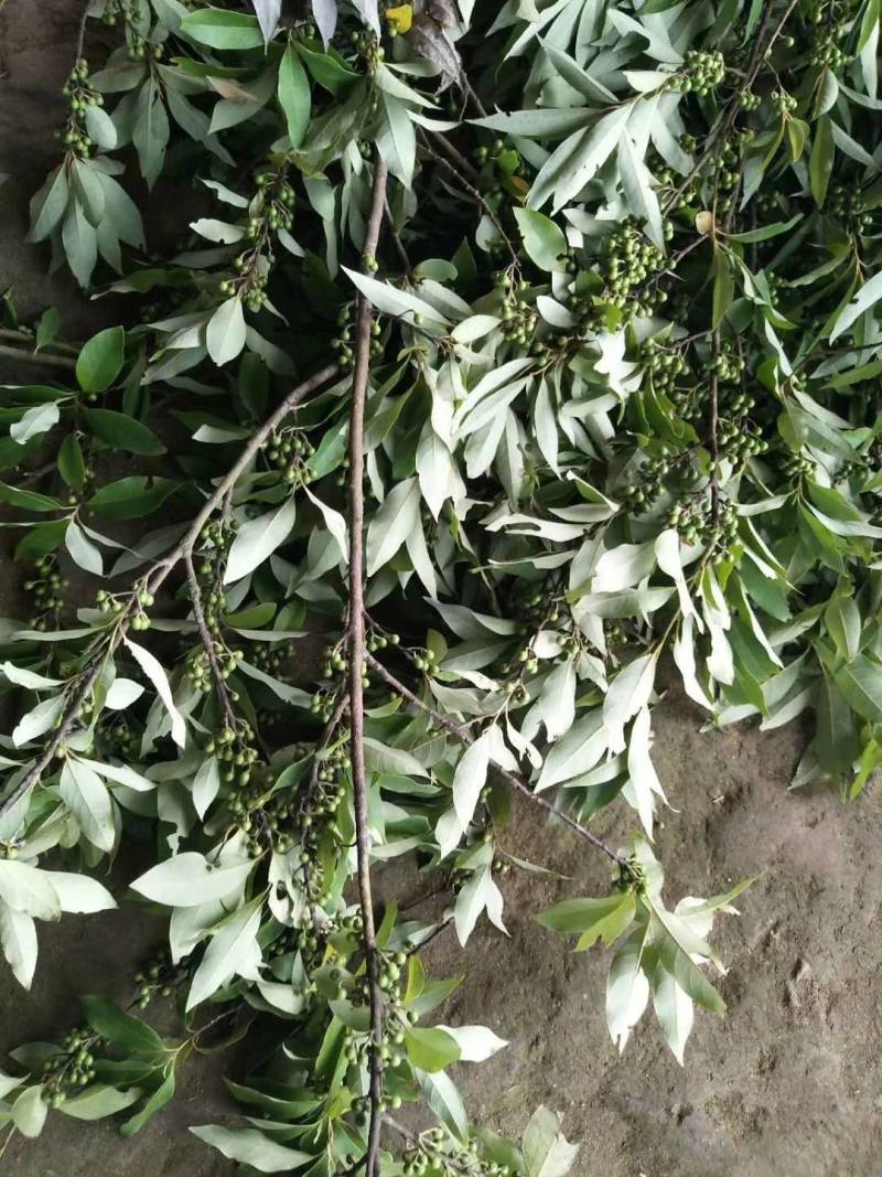 福建野生木姜子，山苍子，山胡椒季节性大量现货