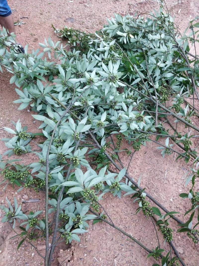 福建野生木姜子，山苍子，山胡椒季节性大量现货