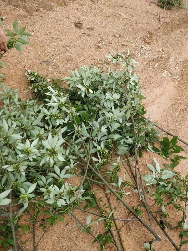 福建野生木姜子，山苍子，山胡椒季节性大量现货