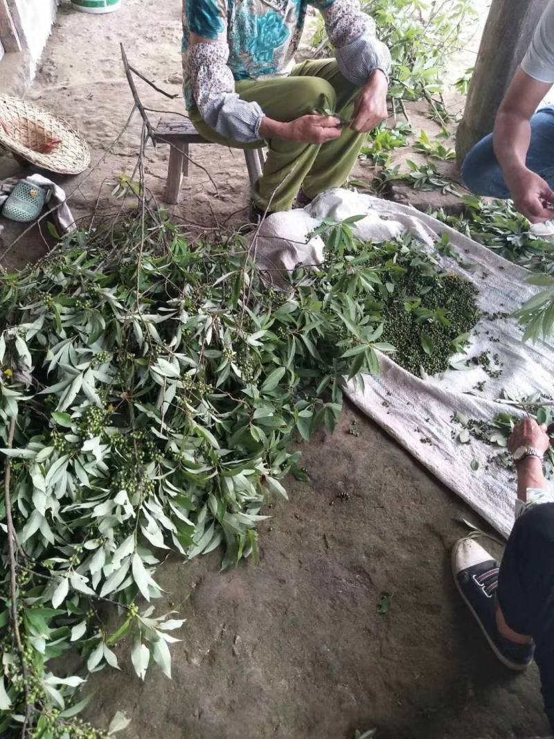 福建野生木姜子，山苍子，山胡椒季节性大量现货