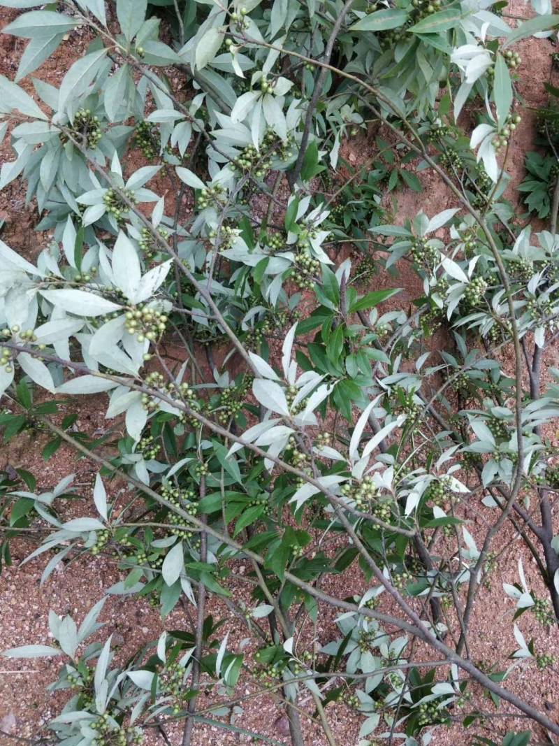 福建野生木姜子，山苍子，山胡椒季节性大量现货