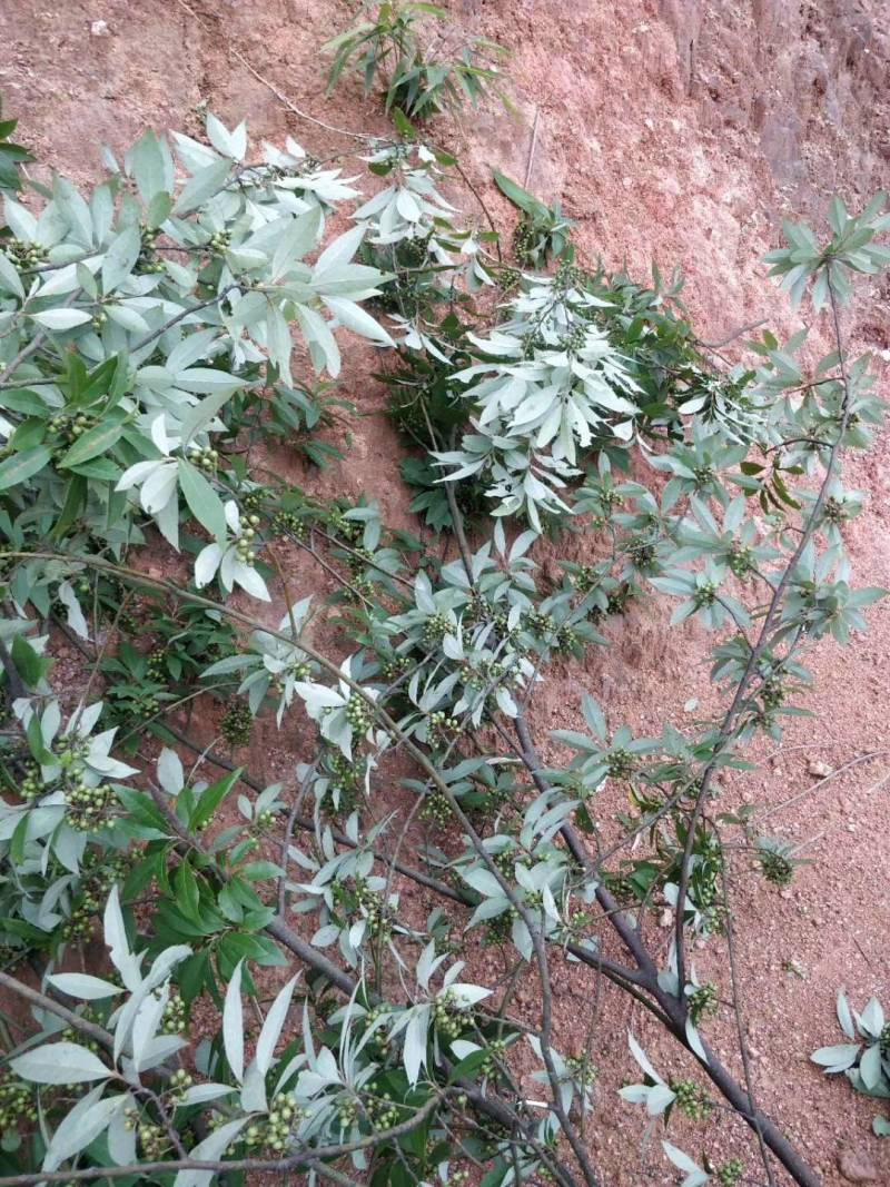 福建野生木姜子，山苍子，山胡椒季节性大量现货