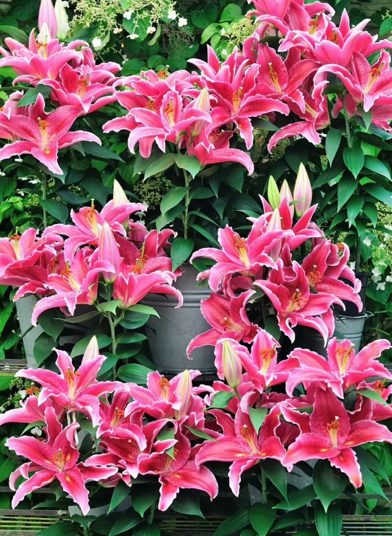 荷兰百合花香水百合颜色多基地大量供应诚信经营