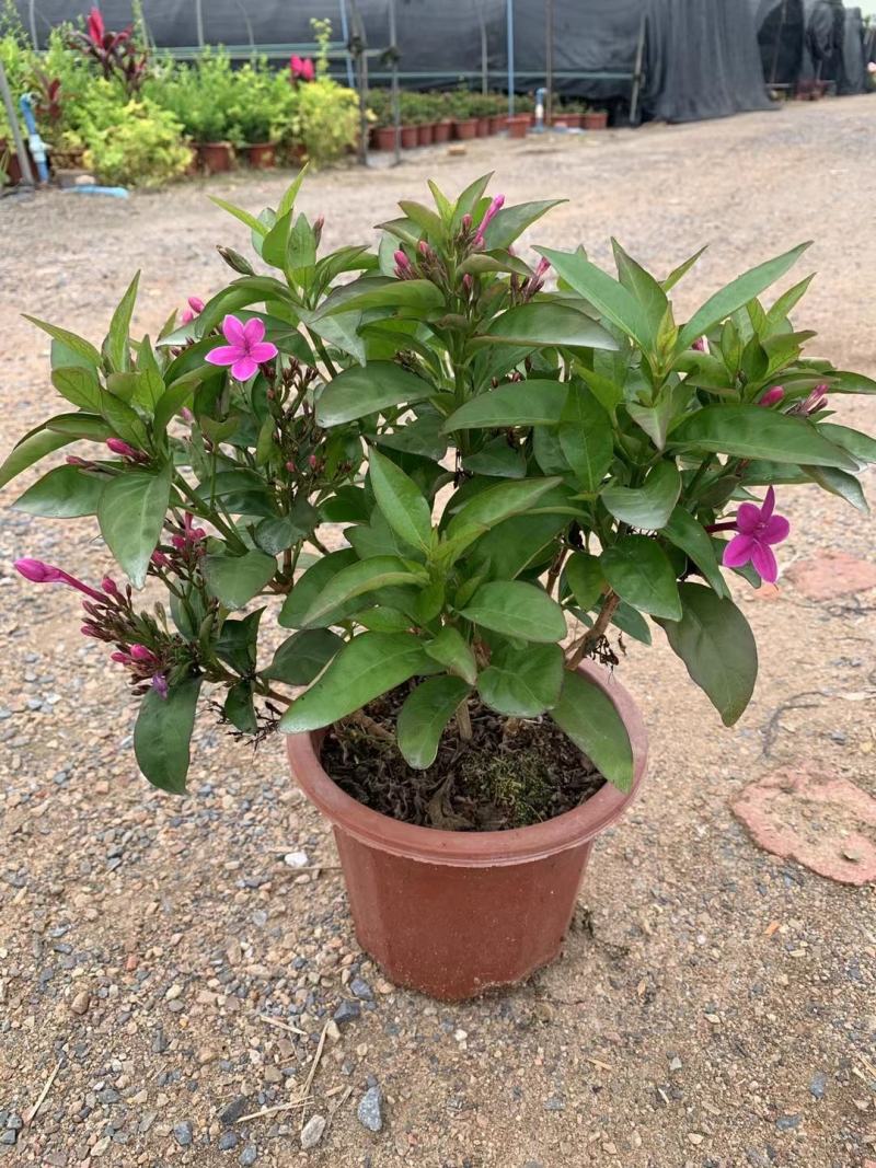 紫云杜鹃绿植盆栽批发店，基地直发，一手货源