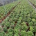 紫云杜鹃绿植盆栽批发店，基地直发，一手货源