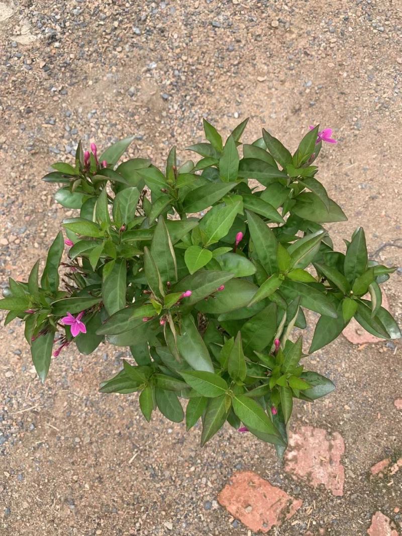 紫云杜鹃绿植盆栽批发店，基地直发，一手货源