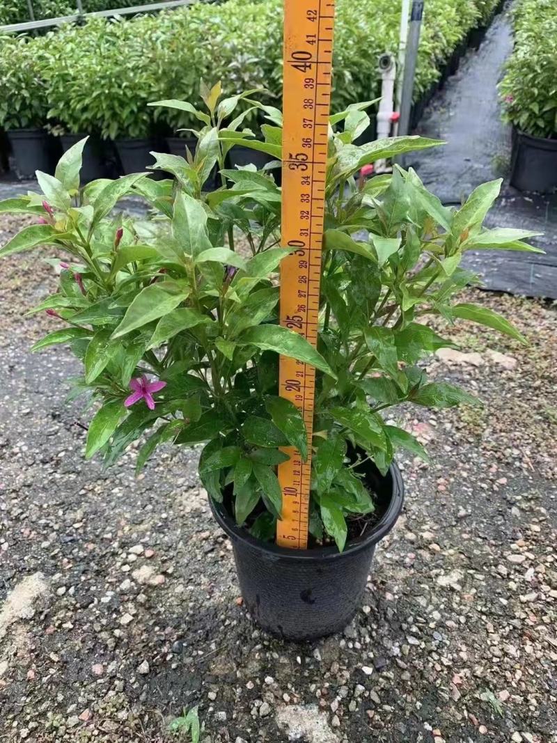 紫云杜鹃绿植盆栽批发店，基地直发，一手货源