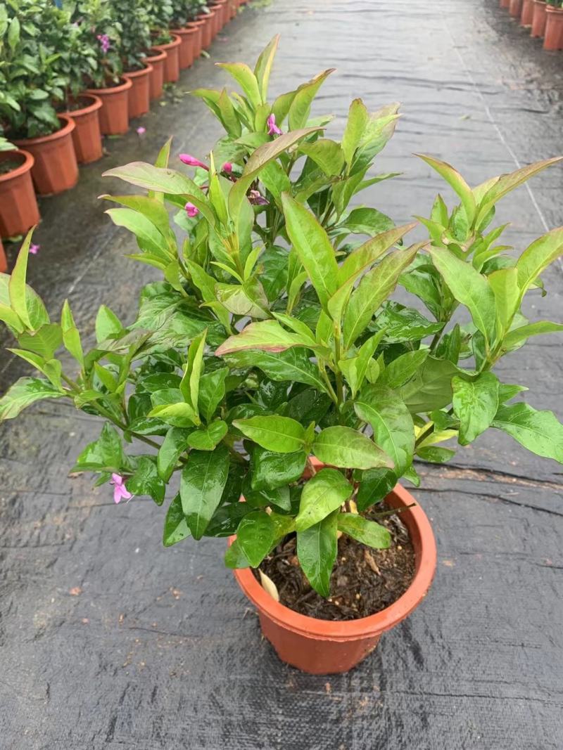 紫云杜鹃绿植盆栽批发店，基地直发，一手货源