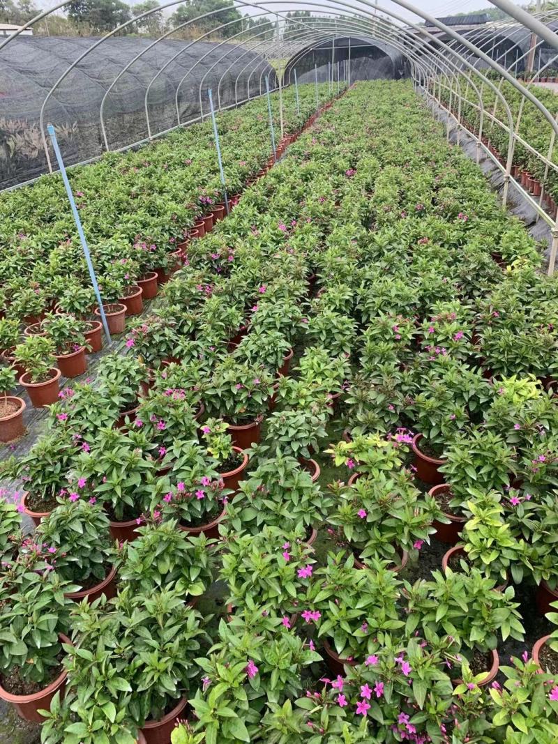 紫云杜鹃绿植盆栽批发店，基地直发，一手货源