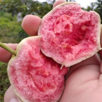 红心芭乐番石榴广东阳春台湾芭乐产地直供