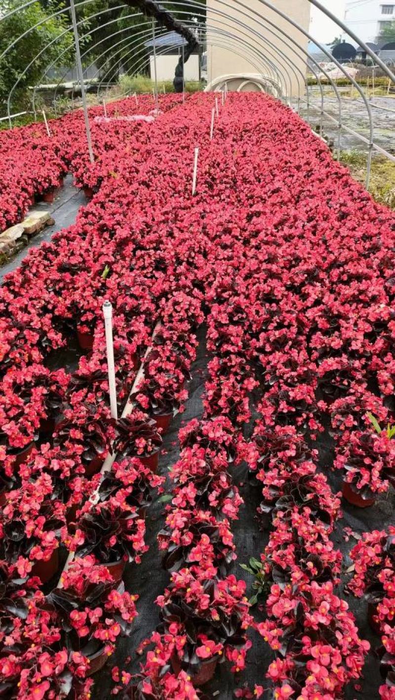 四季海棠佛山盆栽花卉绿植批发，时花绿植，基地直发