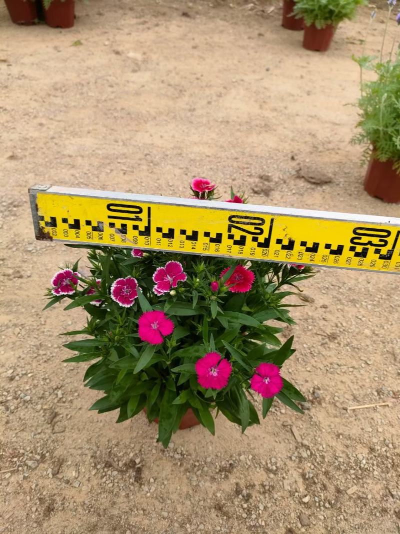 石竹盆栽基地直销一手货源，时花绿植，净化空气