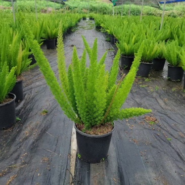 狐尾天门冬广州绿植盆栽花卉批发，一手货源，基地直发