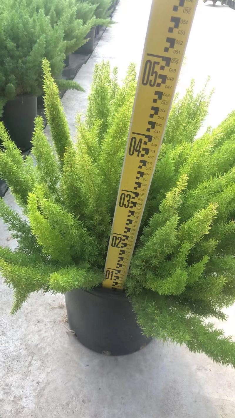 狐尾天门冬广州绿植盆栽花卉批发，一手货源，基地直发