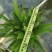 狐尾天门冬广州绿植盆栽花卉批发，一手货源，基地直发