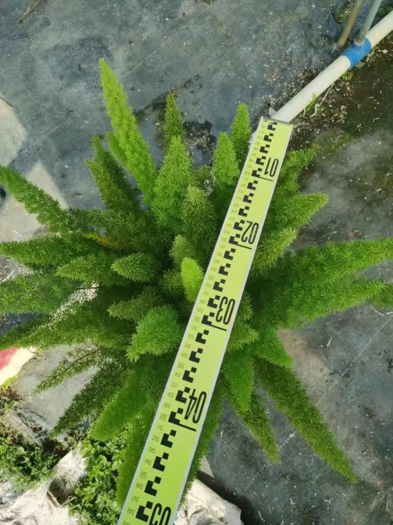 狐尾天门冬广州绿植盆栽花卉批发，一手货源，基地直发