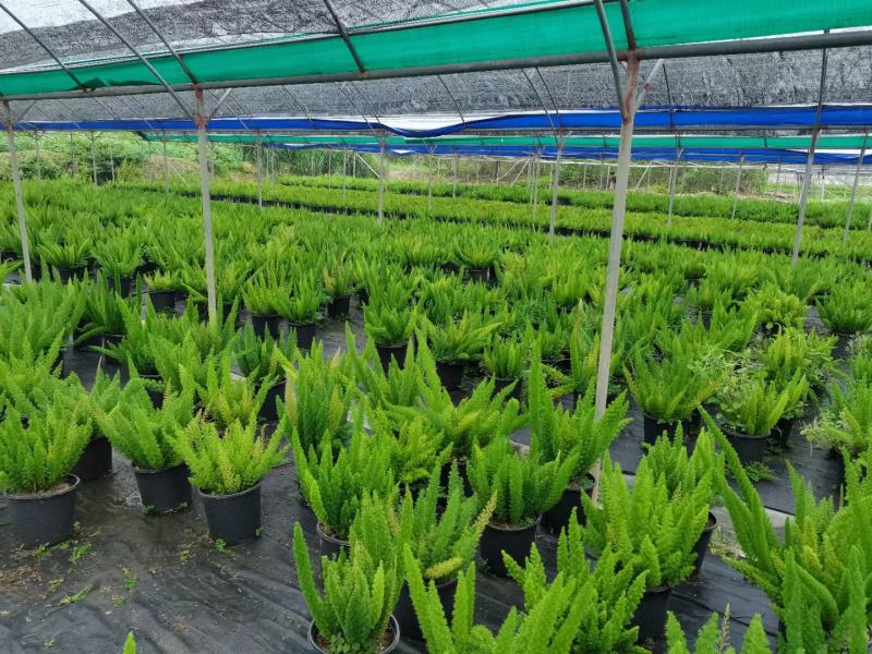 狐尾天门冬广州绿植盆栽花卉批发，一手货源，基地直发