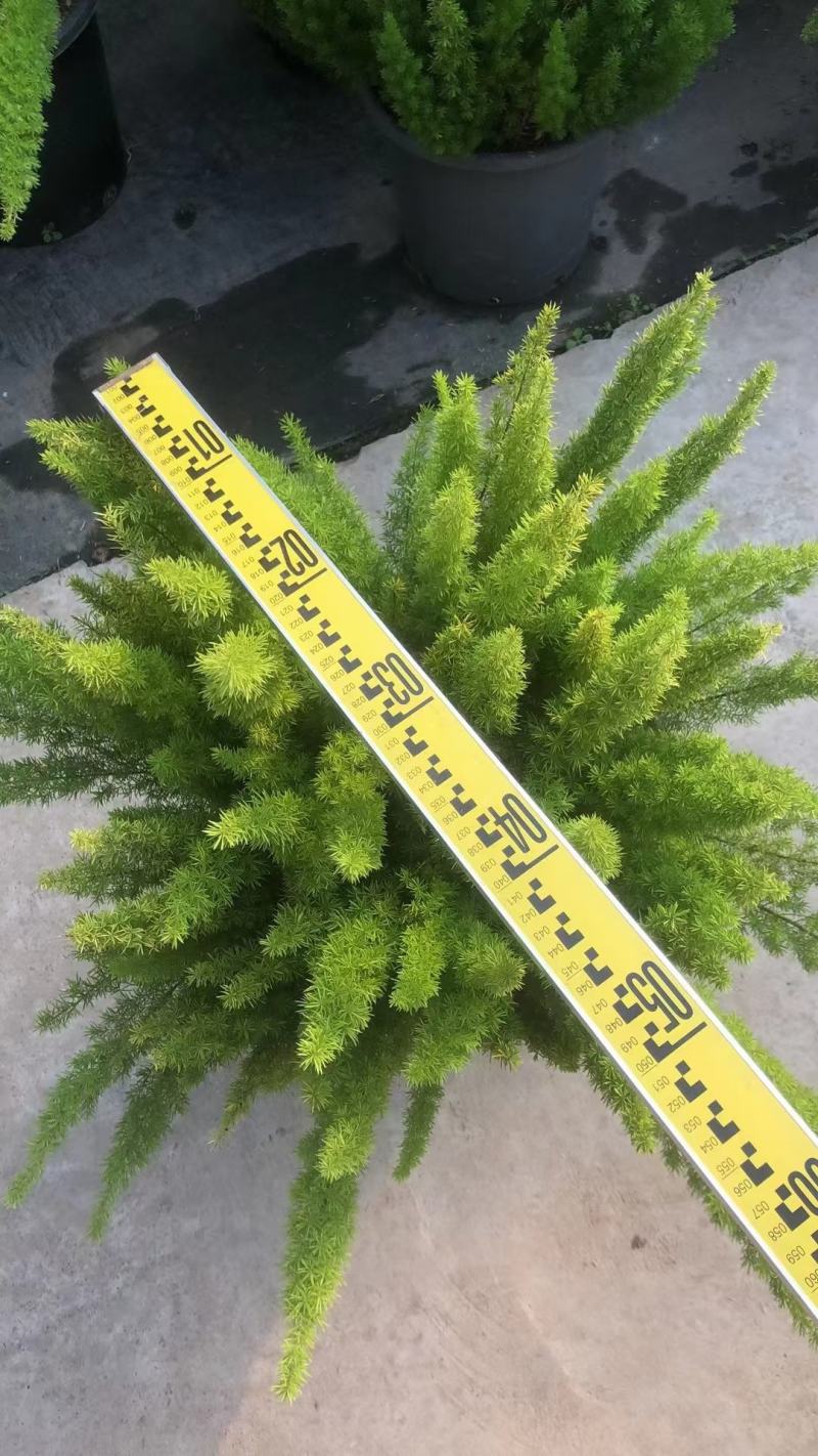 狐尾天门冬广州绿植盆栽花卉批发，一手货源，基地直发