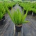 狐尾天门冬广州绿植盆栽花卉批发，一手货源，基地直发