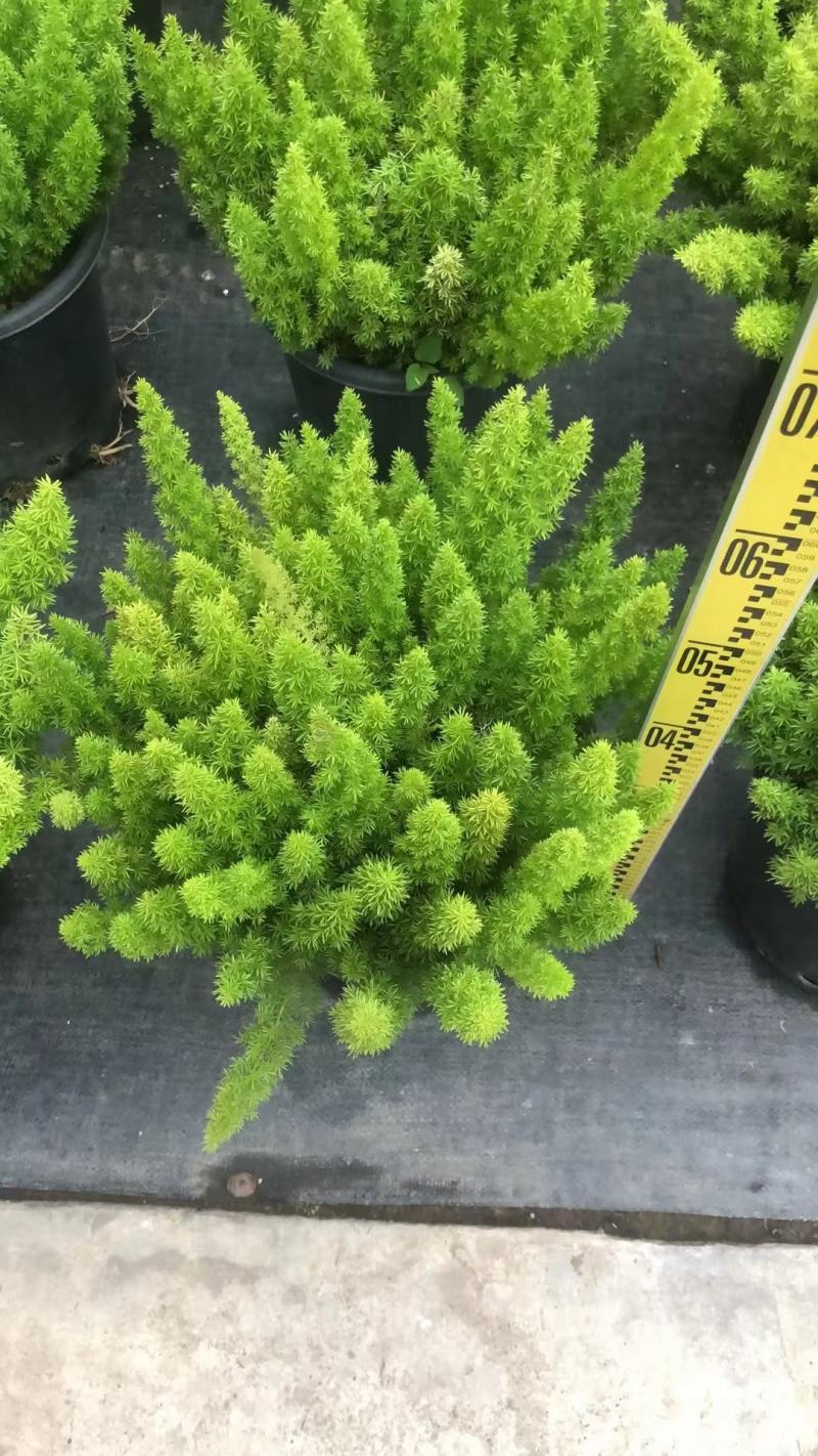 狐尾天门冬广州绿植盆栽花卉批发，一手货源，基地直发