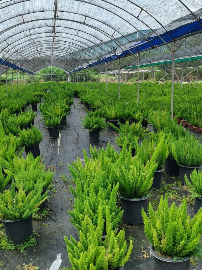 狐尾天门冬广州绿植盆栽花卉批发，一手货源，基地直发