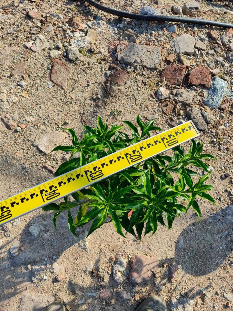 紫婵盆栽花卉广州批发。基地直发，净化空气