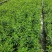 紫婵盆栽花卉广州批发。基地直发，净化空气