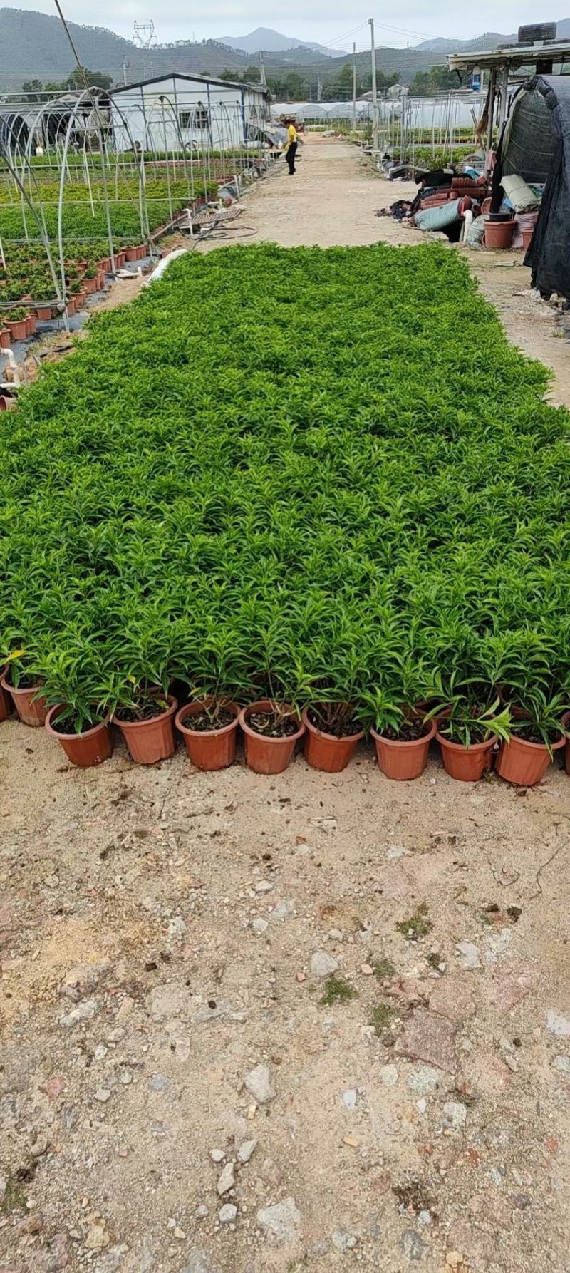 紫婵盆栽花卉广州批发。基地直发，净化空气