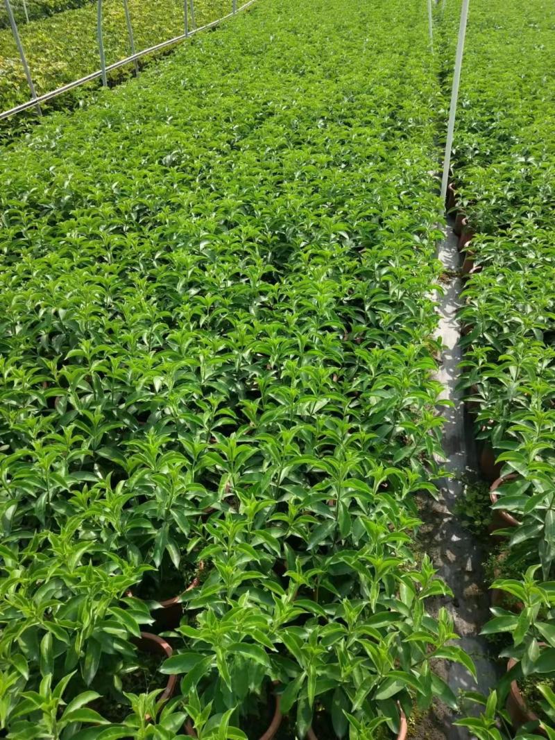 紫婵盆栽花卉广州批发。基地直发，净化空气