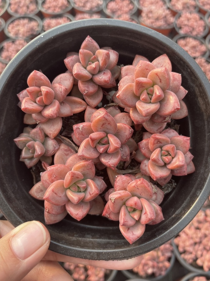 90圆盆多肉，缀化混合拼箱，量大优惠，需要老板联系
