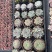 90圆盆多肉，缀化混合拼箱，量大优惠，需要老板联系