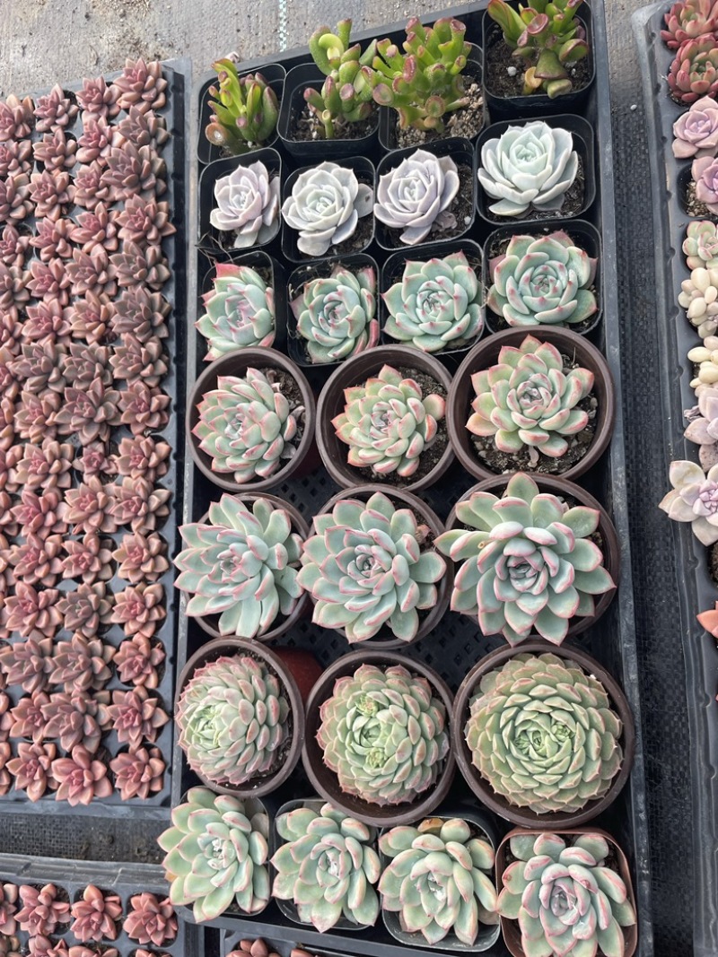 90圆盆多肉，缀化混合拼箱，量大优惠，需要老板联系