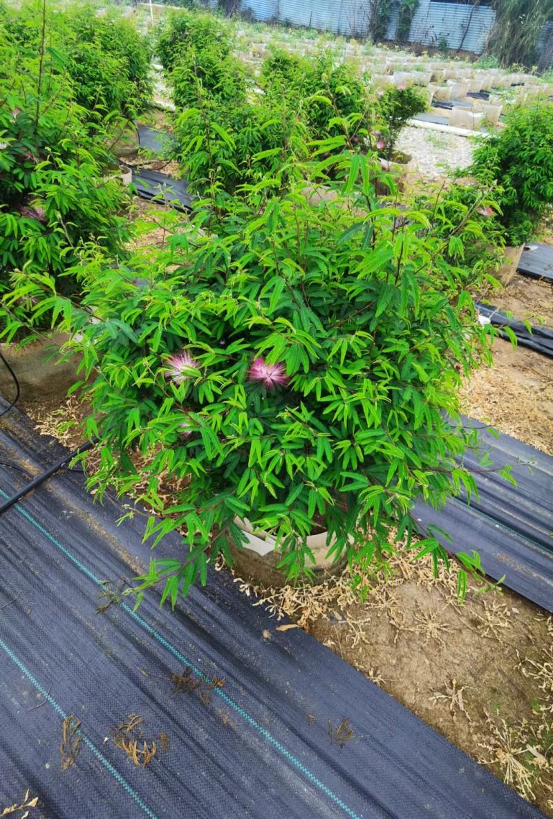 香水合欢盆栽花卉基地直销，批发价格，整车发货