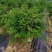 香水合欢盆栽花卉基地直销，批发价格，整车发货