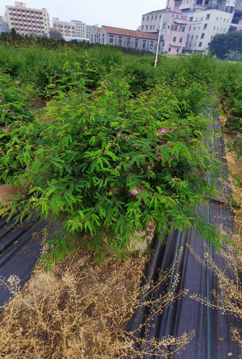 香水合欢盆栽花卉基地直销，批发价格，整车发货
