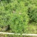 香水合欢盆栽花卉基地直销，批发价格，整车发货