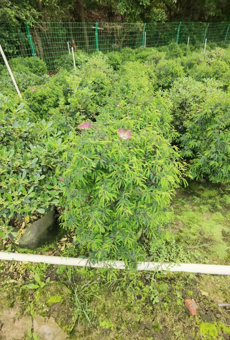 香水合欢盆栽花卉基地直销，批发价格，整车发货