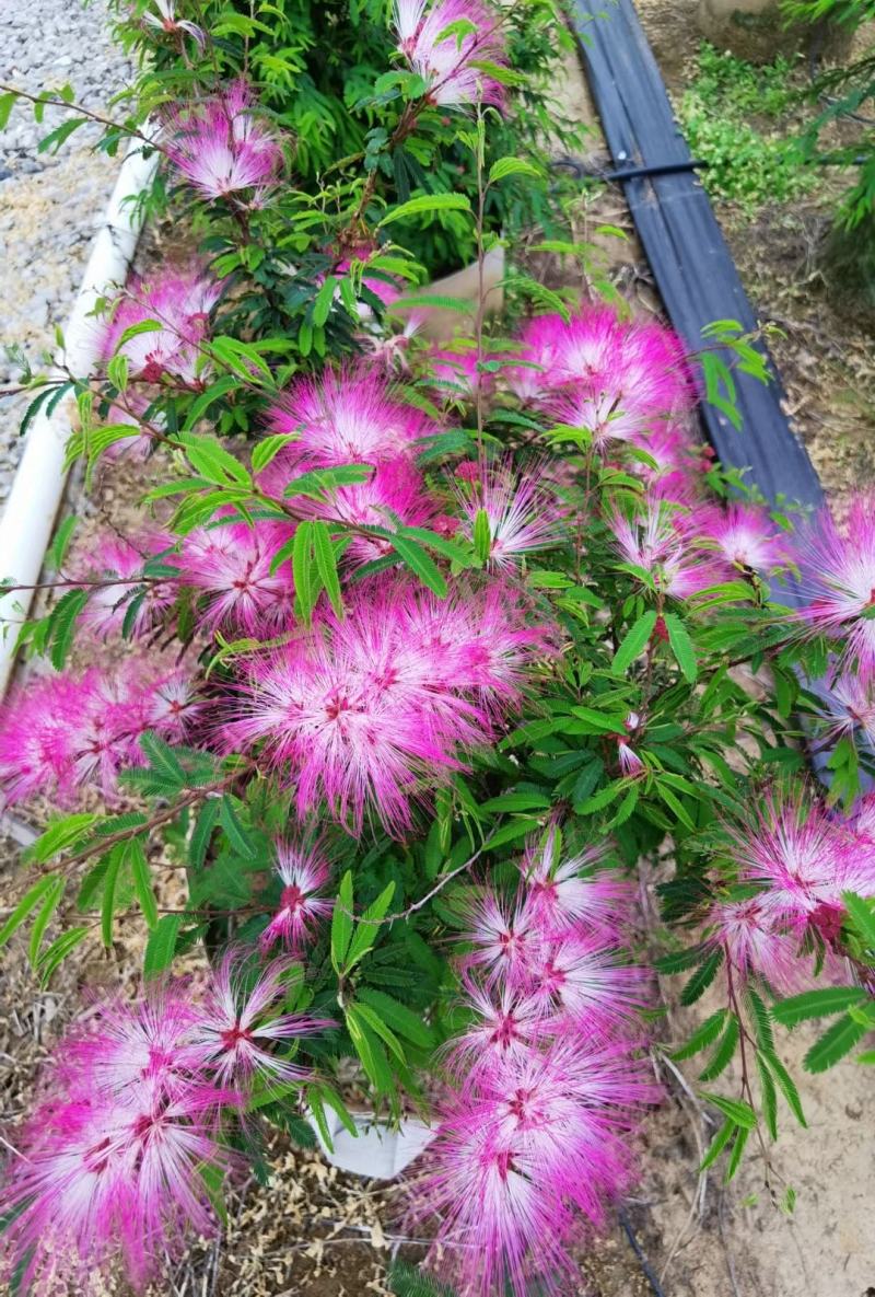 香水合欢盆栽花卉基地直销，批发价格，整车发货