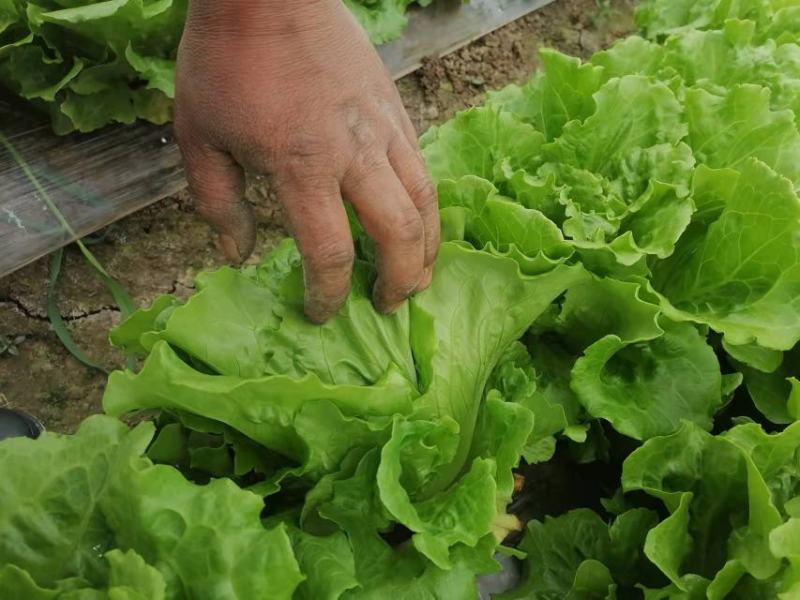 生菜，大量有货