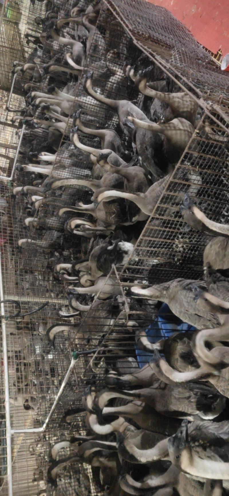 【珍品】鹅掌厂家直发一手货源保质保量全国发货