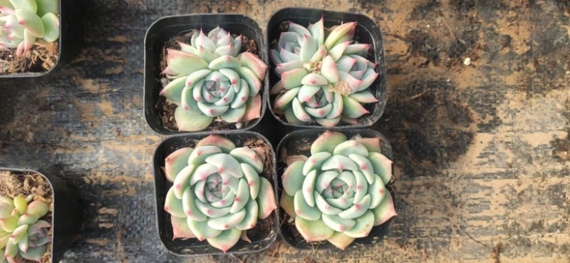 90圆盆多肉，缀化混合拼箱，量大优惠，需要老板联系