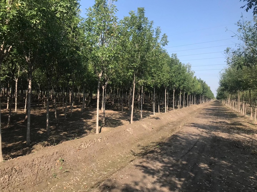 国槐种苗基地全景