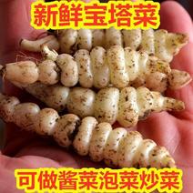【-5斤螺丝菜】热销3斤5斤新鲜农家宝塔菜螺丝菜