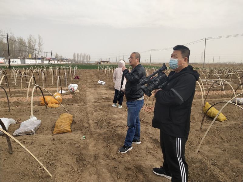 脱毒红薯苗。