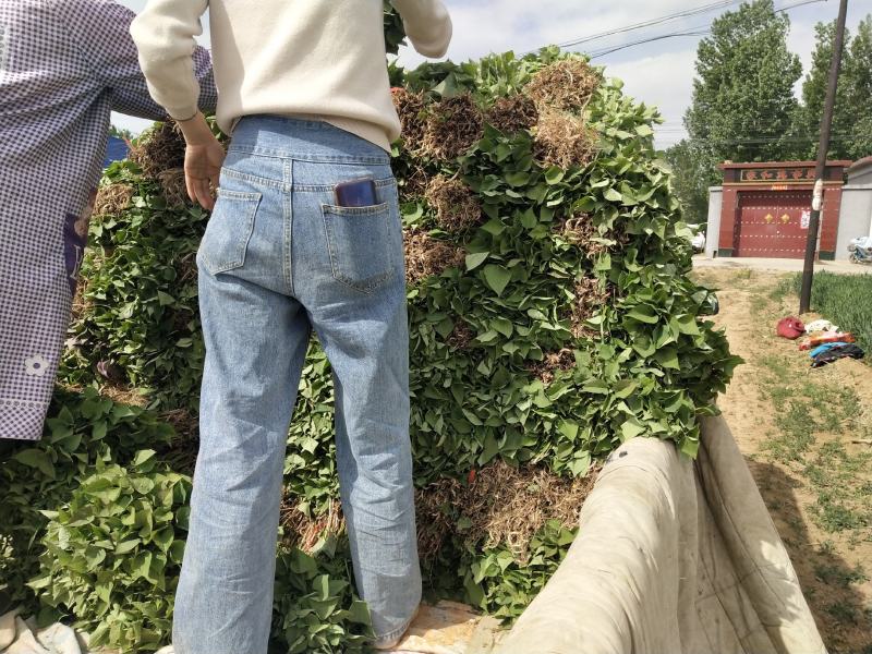 脱毒红薯苗。
