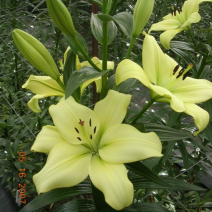 绿色百合花种球，开花的时候散发淡淡的的香味清新甜美
